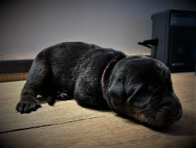 Les chiots de Berger de Beauce