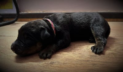 Les chiots de Berger de Beauce