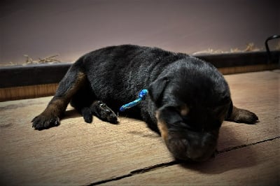 Les chiots de Berger de Beauce