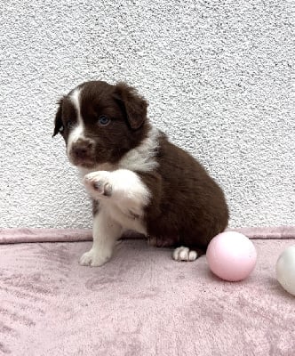 Les chiots de Berger Australien