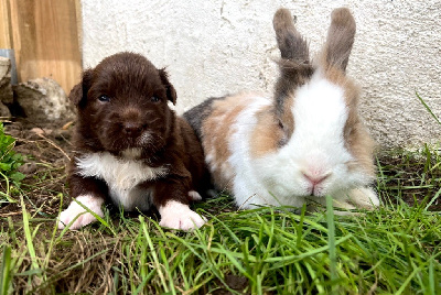 Les chiots de Berger Australien