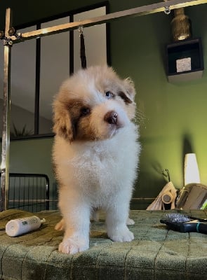 Les chiots de Berger Australien