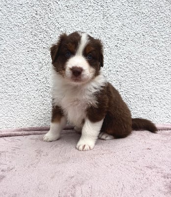 Les chiots de Berger Australien