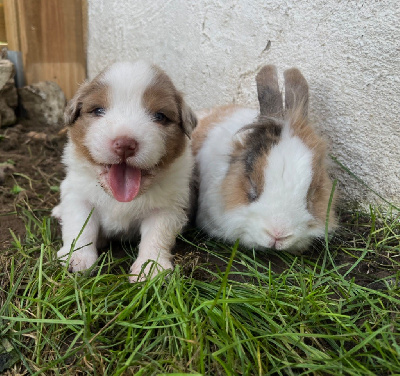 Les chiots de Berger Australien