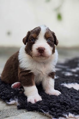 Les chiots de Berger Australien