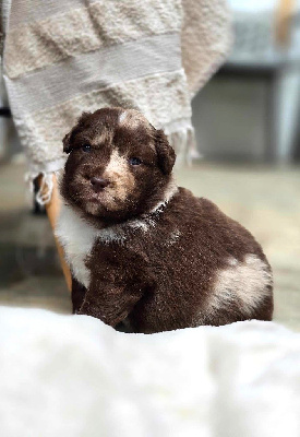 Les chiots de Berger Australien