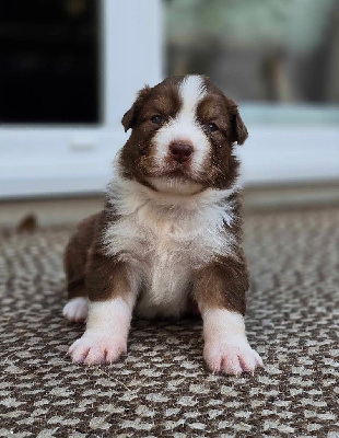 Les chiots de Berger Australien