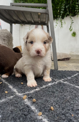 Les chiots de Berger Australien