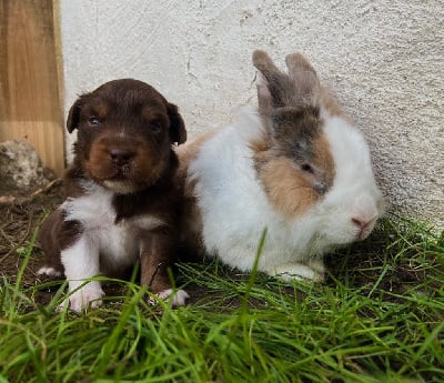 Les chiots de Berger Australien