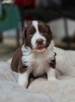 Les chiots de Berger Australien