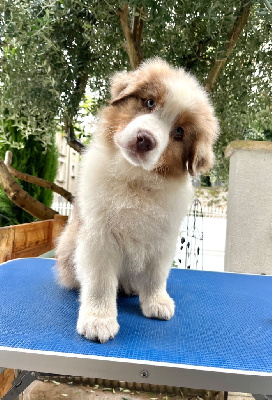 Les chiots de Berger Australien