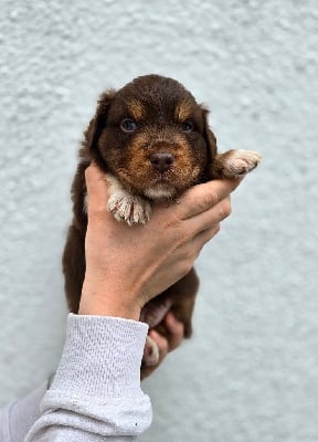 Vador Shadow - Berger Australien