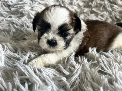 Les chiots de Shih Tzu