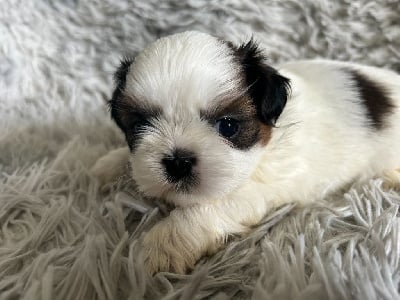 Les chiots de Shih Tzu