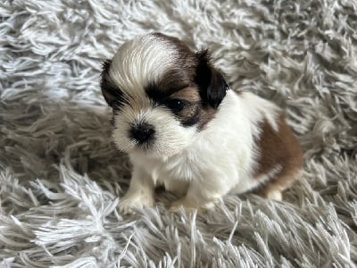 Les chiots de Shih Tzu