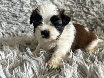 vitalic - Shih Tzu