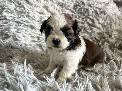 Les chiots de Shih Tzu