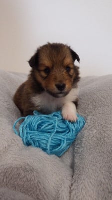 Les chiots de Shetland Sheepdog