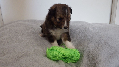 Les chiots de Shetland Sheepdog