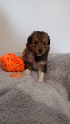 Les chiots de Shetland Sheepdog