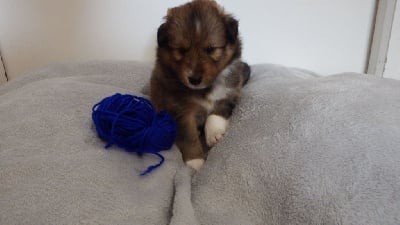 Les chiots de Shetland Sheepdog