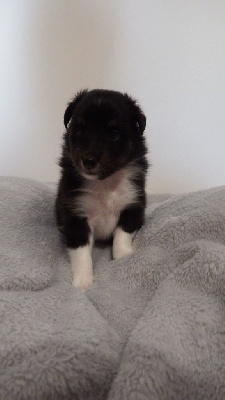 Les chiots de Shetland Sheepdog