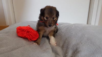 Les chiots de Shetland Sheepdog