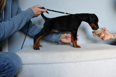 Les chiots de Dobermann