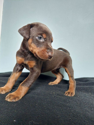 Les chiots de Dobermann