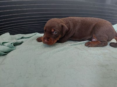 Les chiots de Dobermann