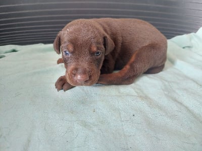 Les chiots de Dobermann