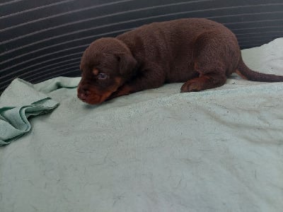 Les chiots de Dobermann