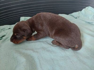 Les chiots de Dobermann