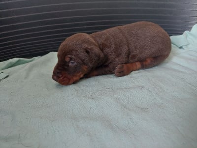 Les chiots de Dobermann