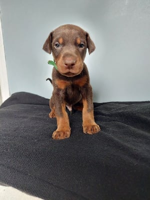 Les chiots de Dobermann