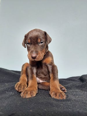 Les chiots de Dobermann