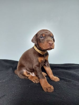 CHIOT 2 - Dobermann