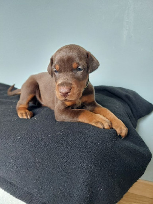 Les chiots de Dobermann