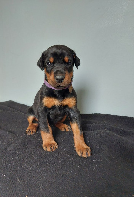 Les chiots de Dobermann