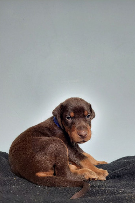 Les chiots de Dobermann