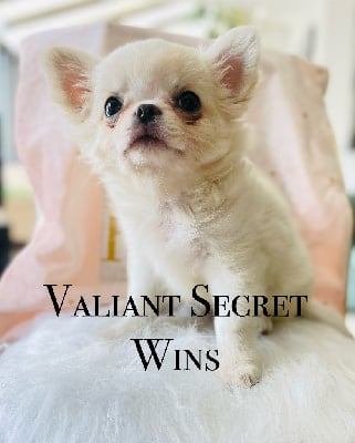 VALIANT SECRET WINS - Chihuahua