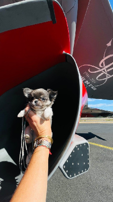 Les chiots de Chihuahua