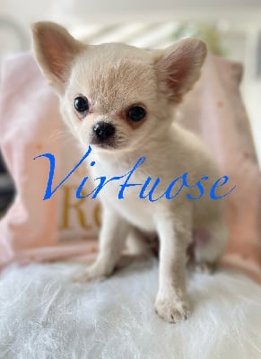 VIRTUOSE - Chihuahua