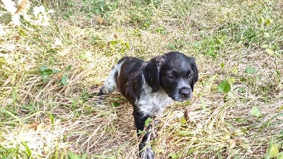 Les chiots de Epagneul Breton