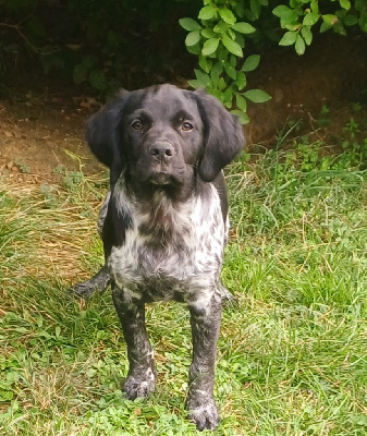 Les chiots de Epagneul Breton