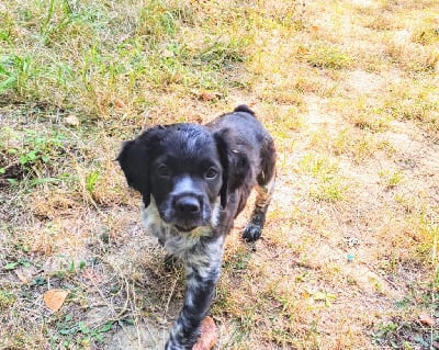 Les chiots de Epagneul Breton