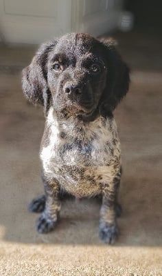 Les chiots de Epagneul Breton