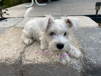 Les chiots de Schnauzer miniature