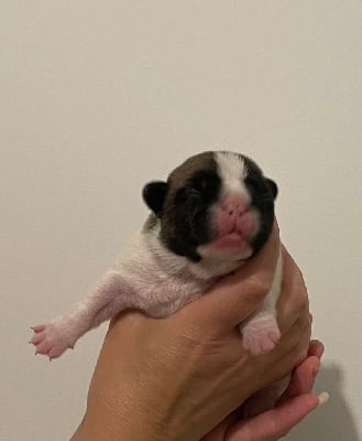 Les chiots de Bouledogue français