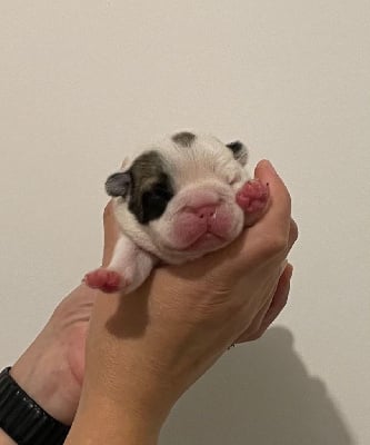 Les chiots de Bouledogue français